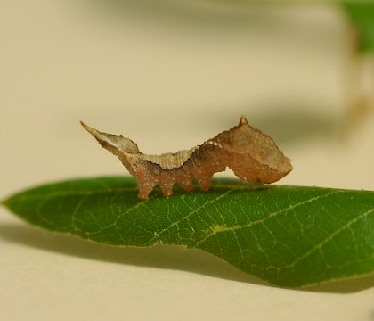 Larva &bull; Torpoint, Cornwall &bull; &copy; Leon Truscott