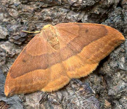 Adult &bull; ex. female, Whitelye, Gwent &bull; &copy; Nick Greatorex-Davies