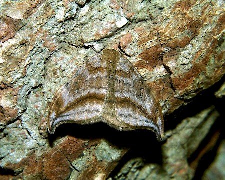 Dusky Hook-tip Drepana curvatula