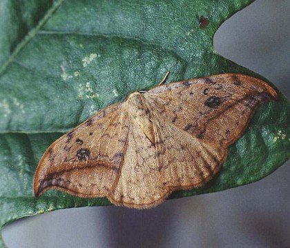 Adult &bull; Littleborough, Lancashire &bull; &copy; Ian Kimber