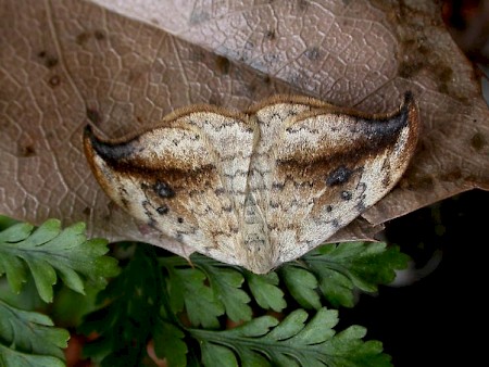 Pebble Hook-tip Drepana falcataria