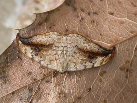 Pebble Hook-tip Drepana falcataria