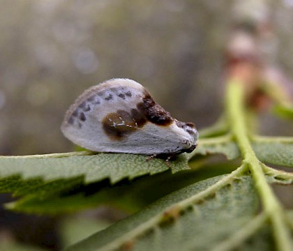 Adult &bull; &copy; Keith Dover