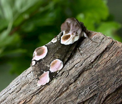 Adult &bull; Littleborough, Lancashire &bull; &copy; Ian Kimber