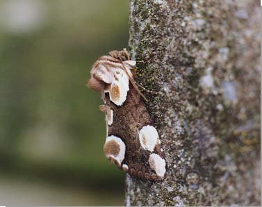 Peach Blossom Thyatira batis