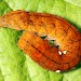 Larva • Fairburn Ings, W. Yorks. • © Paul Brothers