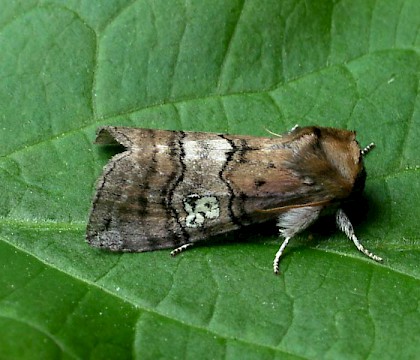 Adult &bull; Galashiels,Selkirkshire &bull; &copy; Malcolm Lindsay