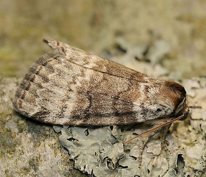 Adult &bull; North Wales &bull; &copy; Tristan Bantock