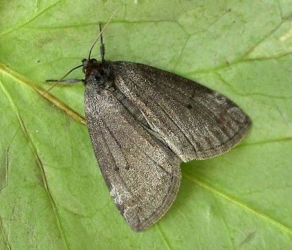 Adult &bull; Chorlton, Gtr. Manchester, from larva on Betula &bull; &copy; Ben Smart