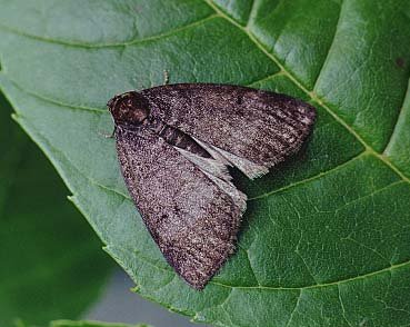 Common Lutestring Ochropacha duplaris