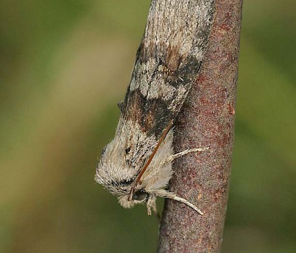Adult &bull; North Wales &bull; &copy; Tristan Bantock