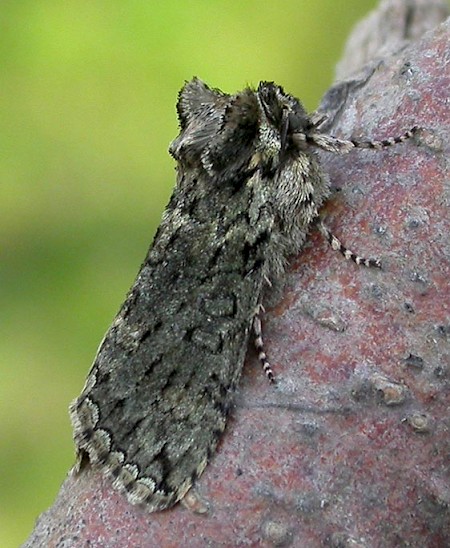 Frosted Green Polyploca ridens