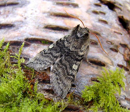 Adult &bull; &copy; Winston Plowes