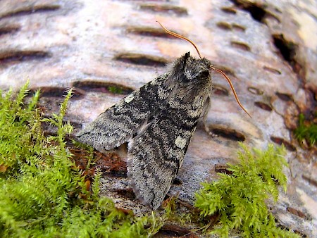 Yellow Horned Achlya flavicornis