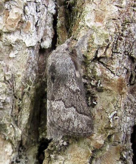 Pale Eggar Trichiura crataegi