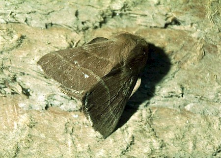 The Lackey Malacosoma neustria