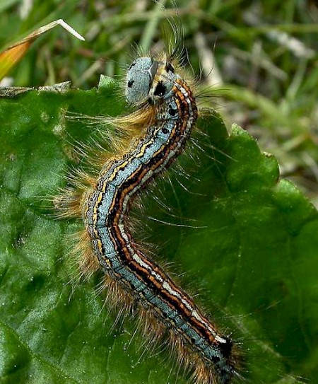 The Lackey Malacosoma neustria