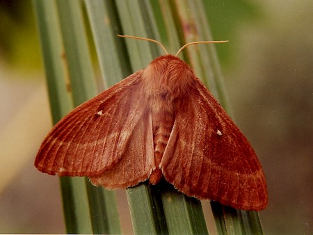 Grass Eggar Lasiocampa trifolii