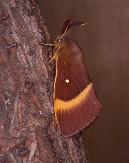 Oak Eggar Lasiocampa quercus