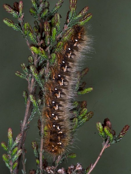 Oak Eggar Lasiocampa quercus