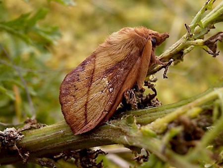 The Drinker Euthrix potatoria