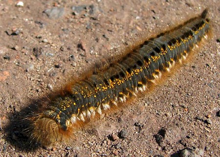 The Drinker Euthrix potatoria