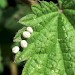 Eggs • Mwnt, Ceredigion • © Lori Powell