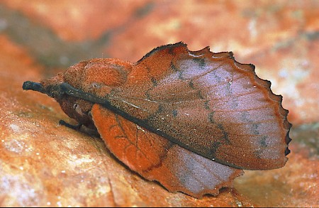 The Lappet Gastropacha quercifolia