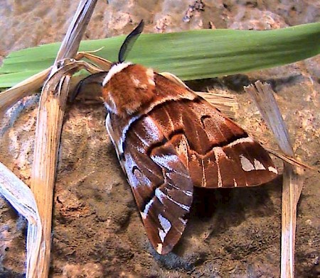 Kentish Glory Endromis versicolora