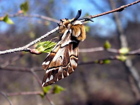 Kentish Glory Endromis versicolora