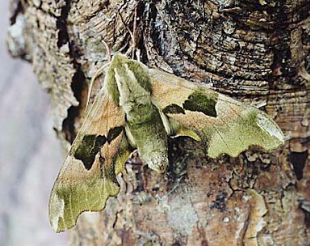 Lime Hawk-moth Mimas tiliae