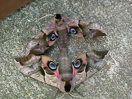 Eyed Hawk-moth Smerinthus ocellata