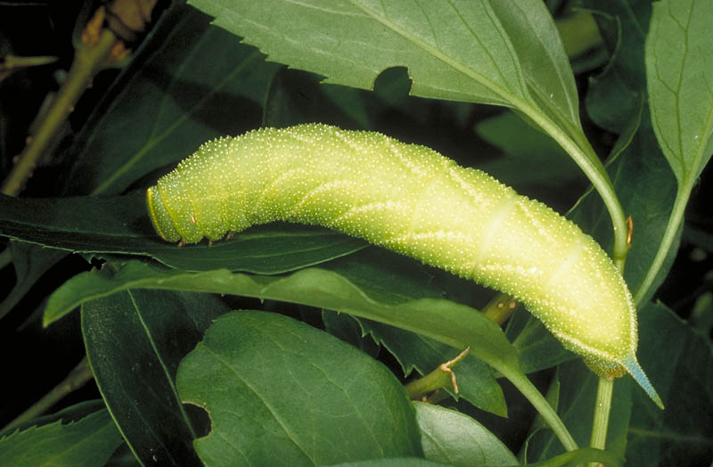 Eyed Hawk-mothLarva | UKmoths