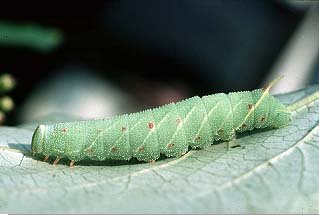 Poplar Hawk-moth Laothoe populi