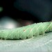 Larva • © David Painter