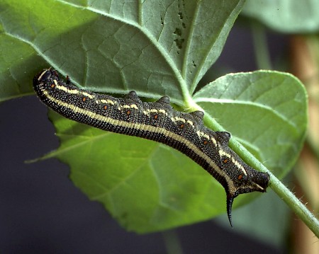 Convolvulus Hawk-moth Agrius convolvuli