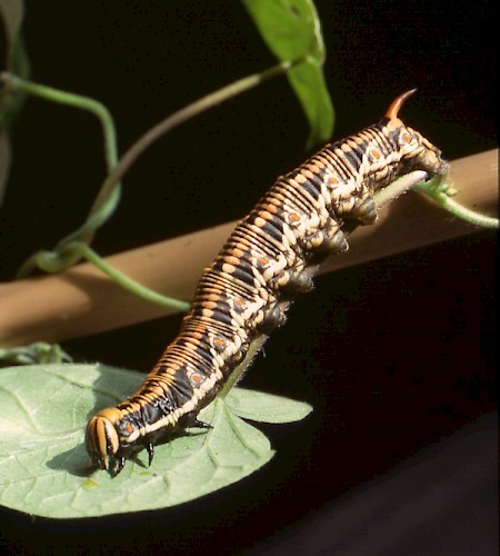 Convolvulus Hawk-moth Agrius convolvuli