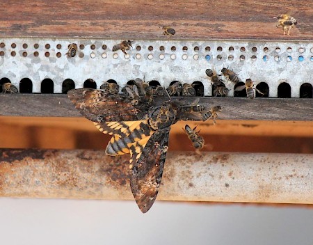 Death's-head Hawk-moth Acherontia atropos