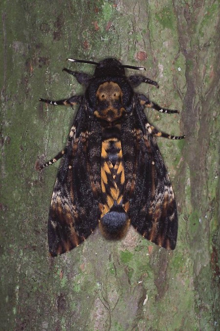 Death's-head Hawk-moth Acherontia atropos