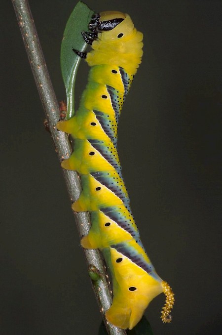 Death's-head Hawk-moth Acherontia atropos