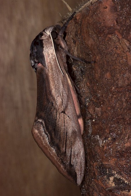 Privet Hawk-moth Sphinx ligustri