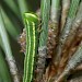 Young larva • Netherlands • © Jeroen Voogd