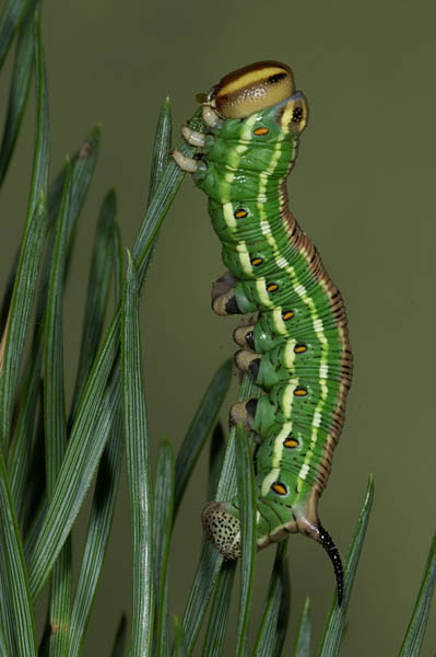 Pine Hawk-moth Sphinx pinastri