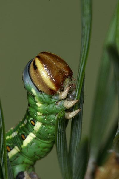 Pine Hawk-moth Sphinx pinastri