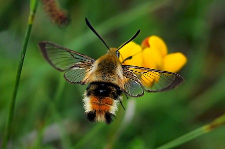 Narrow-bordered Bee Hawk-moth Hemaris tityus