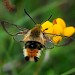 Adult • Powerstock Common, Dorset • © Mark V Pike