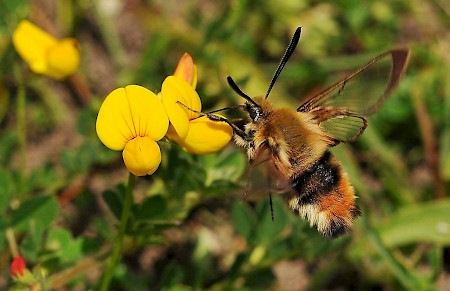 Narrow-bordered Bee Hawk-moth Hemaris tityus