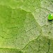 Egg (on scabious) • Dunsdon, Devon Wildlife Trusts Reserve • © Steve Threlkeld