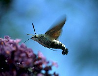 Hummingbird Hawk-moth