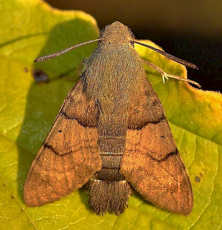 Hummingbird Hawk-moth Macroglossum stellatarum